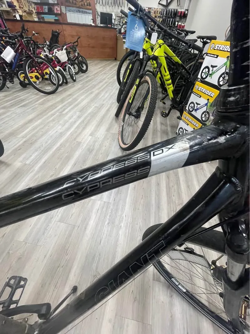 Giant Cypress DX - Large-1